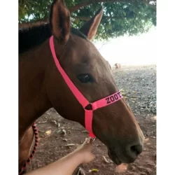 cabrestos para eguas.  cavalos.  cavalos personalizado.  bordado.  com nome
