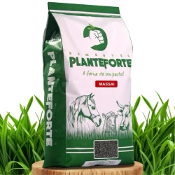 Sementes de Capim Masssi Incrustada -2 kg