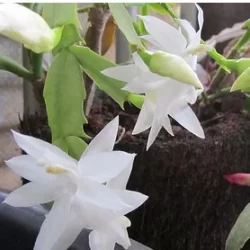 100 Sementes De Flor De Maio branca 8w