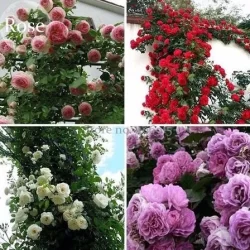 560 Sements Rosa Trepadeira Amarela Roxa Rosa E Vermelha - flor Jardim pra fazer muda