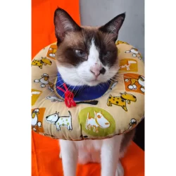 Colar Elizabetano Ajustável - Confort p/ Recuperação - Pós Cirúrgico- Gatos