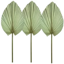 3 Folha De Latania Leque Natural Seca Desidratada Pena Grande