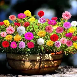 PORTULACA GIGANTE GRANDIFLORA SORTIDA 10 MIL SEMENTES