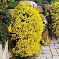Sementes Alyssum Perene Amarelo 10 semente