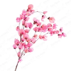 Maço de bougainville  - Flores Desidratadas