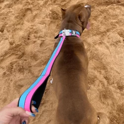Coleira com Guia Para Cães Porte Medio e Grande Pet Pitbull Confortável Forte Elegante Dogvix
