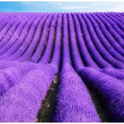 300 Sementes Lavanda Alfazema Para Mudas